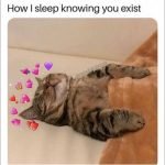 20 Soothing And Comforting How I Sleep Knowing Memes SayingImages