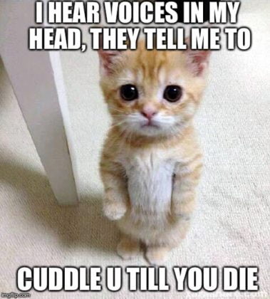 Cutest Cuddle Memes SG Web