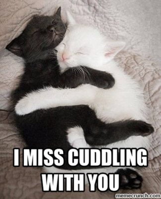 25 Cutest Cuddle Memes SG Web