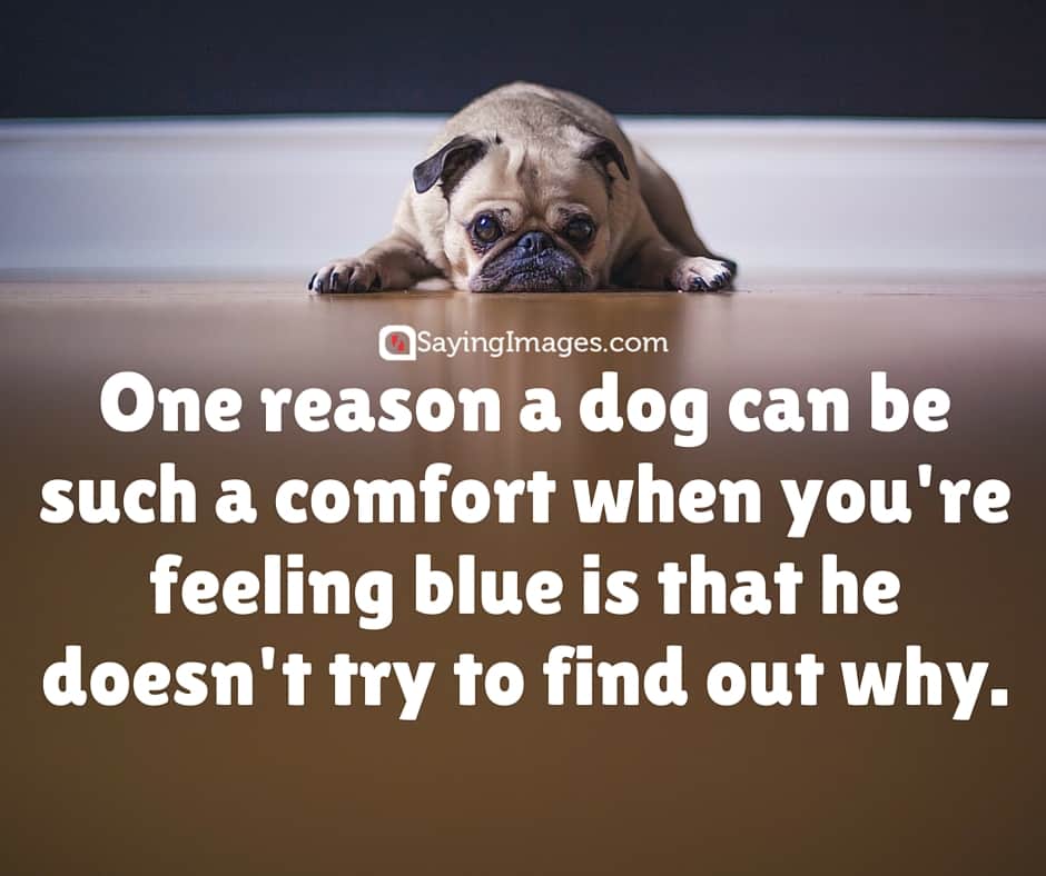 20 Cute & Famous Dog Quotes | SayingImages.com