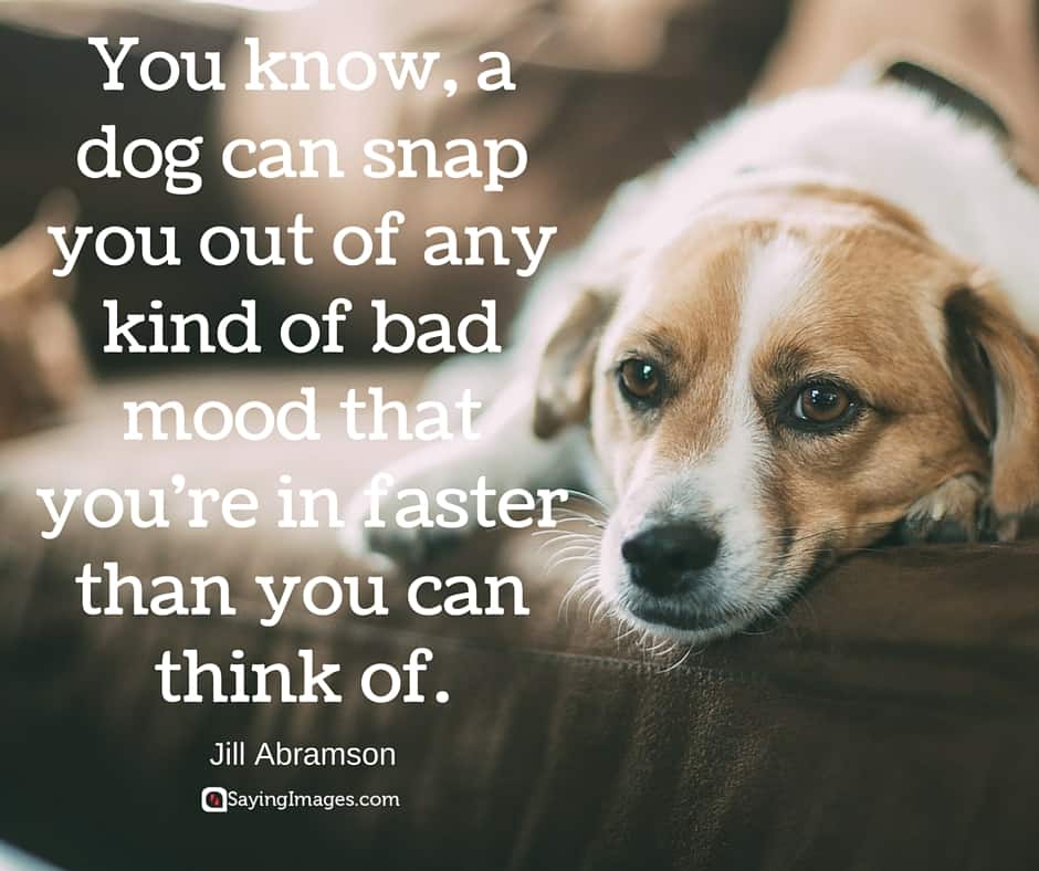 Love Animal Quotes Custom  Cute Famous Dog Quotes Sayingimages