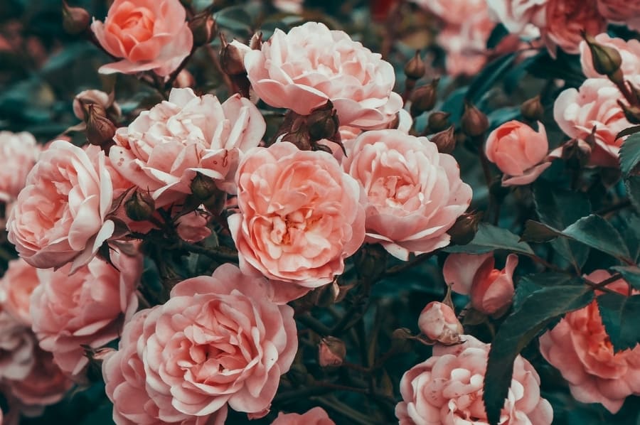 35 Amusing Roses Quotes That Celebrate Life's Beauty - SayingImages.com