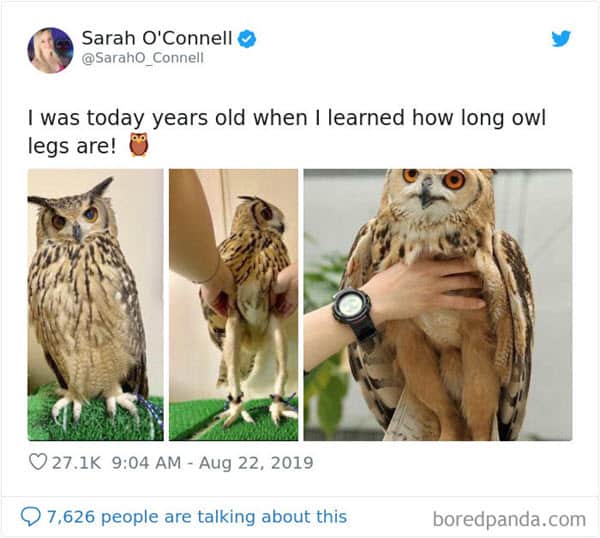 i was today years old owl legs memes