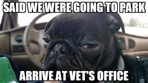 side eye vet memes