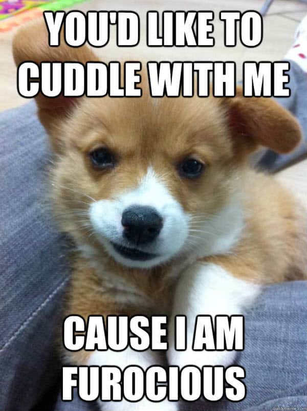 25 Cutest Cuddle Memes 4380