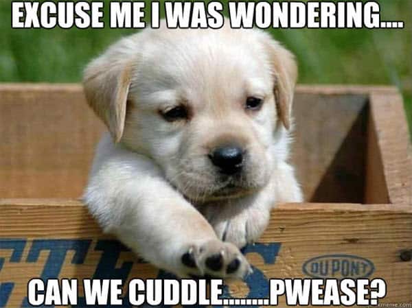 cuddle wondering meme