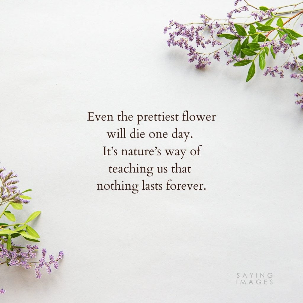 35 Beautiful Flower Quotes to Celebrate Life, Hope, and Love ...