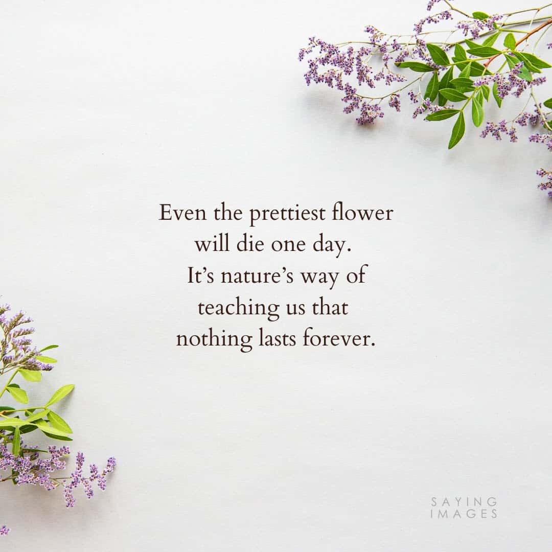 35 Beautiful Flower Quotes To Celebrate Life Hope And Love Sayingimages Com