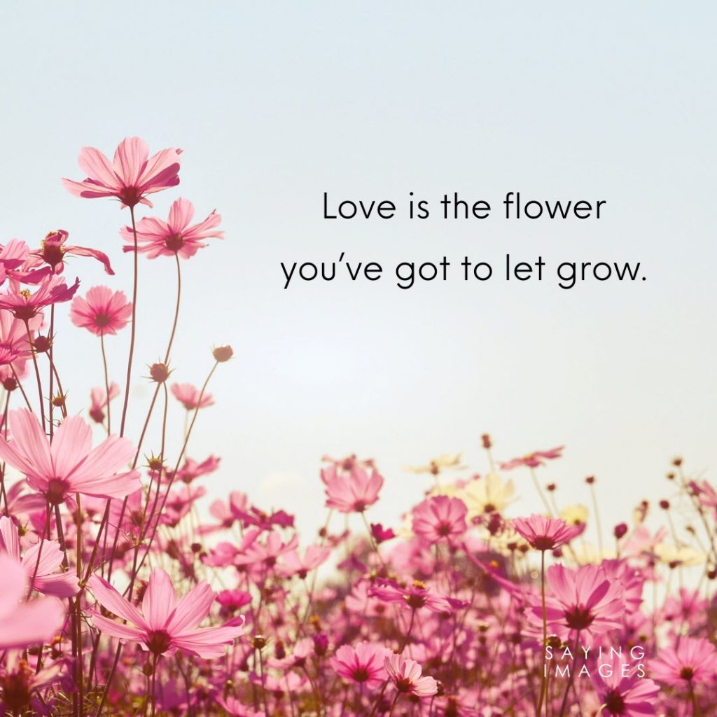 Flowers Pictures With Quotes