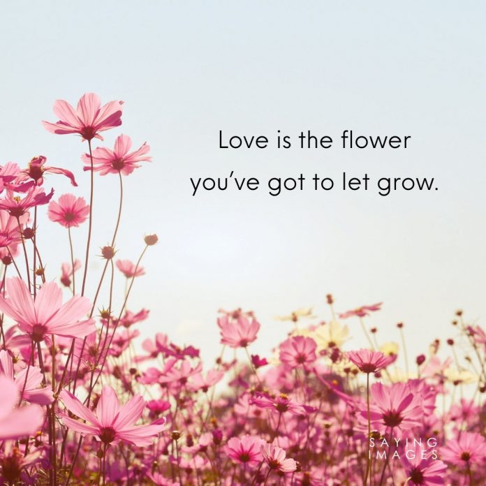 35 Beautiful Flower Quotes to Celebrate Life, Hope, and Love ...