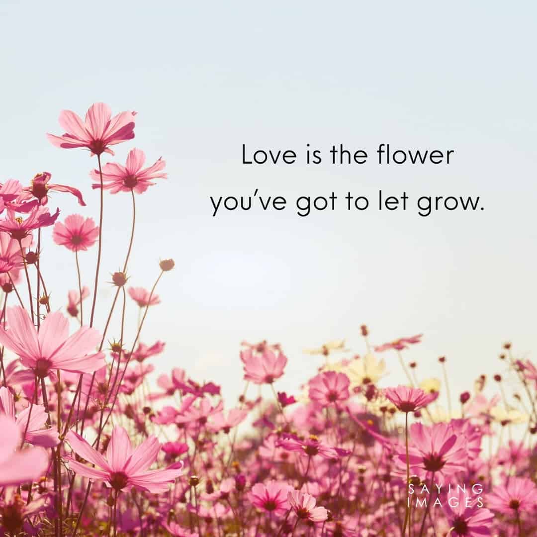 flower love quotes