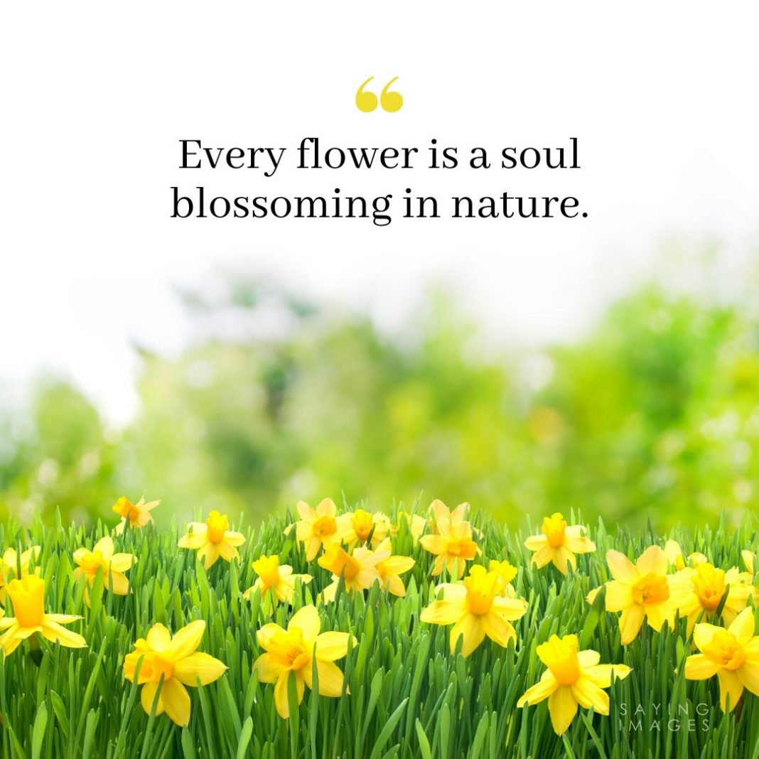 35 Beautiful Flower Quotes To Celebrate Life Hope And Love 