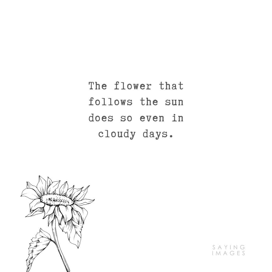 flower sun quotes