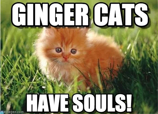ginger cats meme