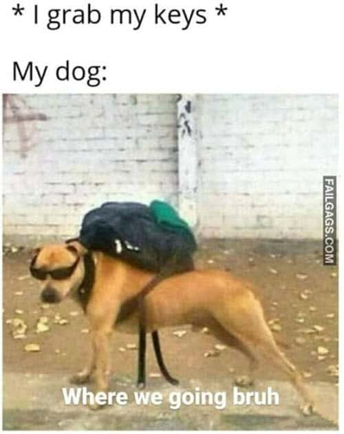 bruh dog meme