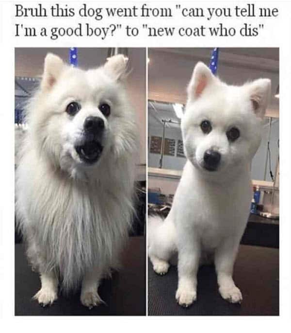 bruh good boy meme