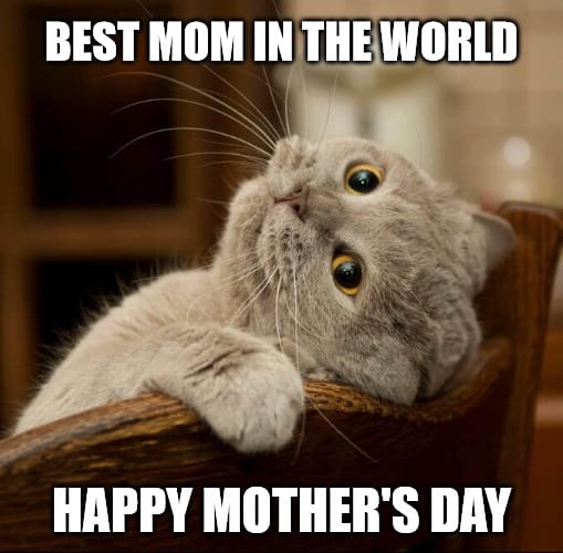 happy mothers day best mom in the world meme