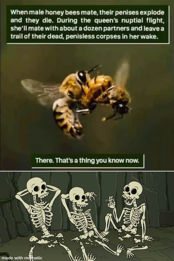 death by snu snu meme bees
