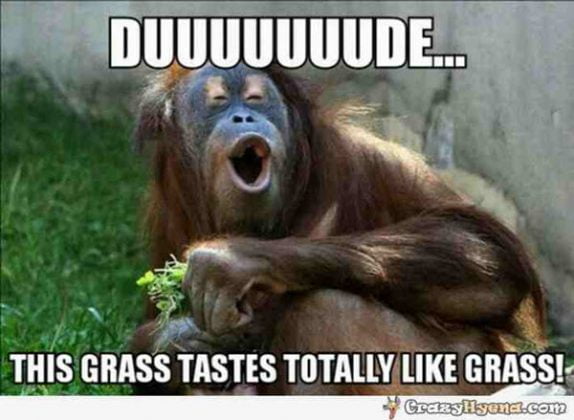 25 Funny Monkey Memes You'll Totally Fall In Love With - SayingImages.com