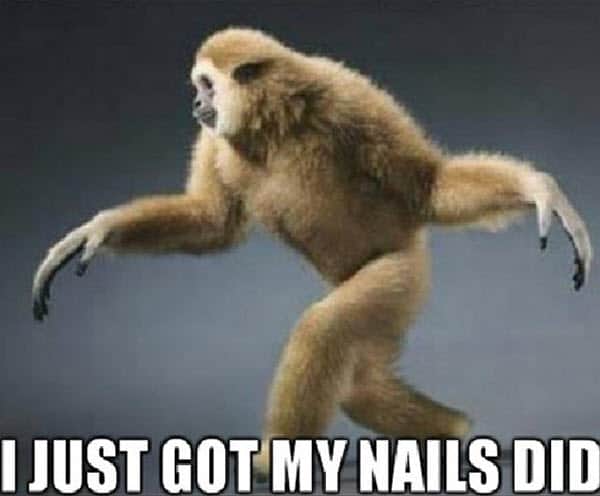 funny monkey got my nails done memes