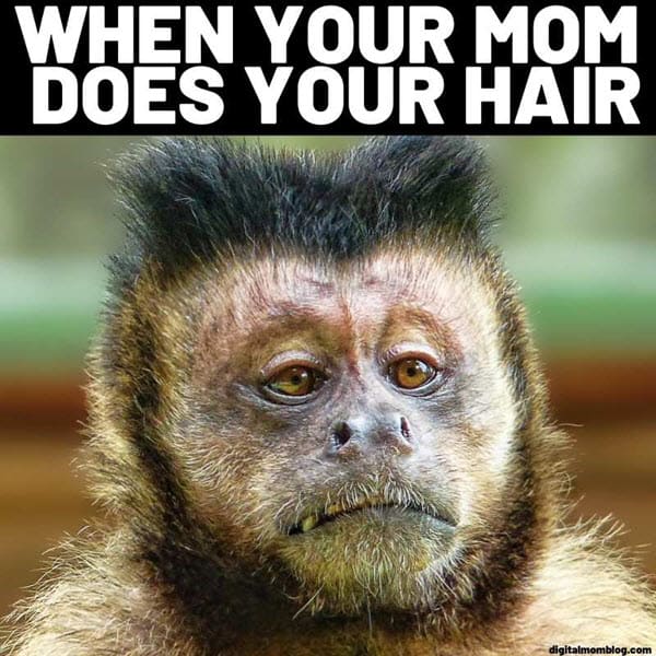 Funny Monkey Memes You Ll Totally Fall In Love With Sayingimages Com