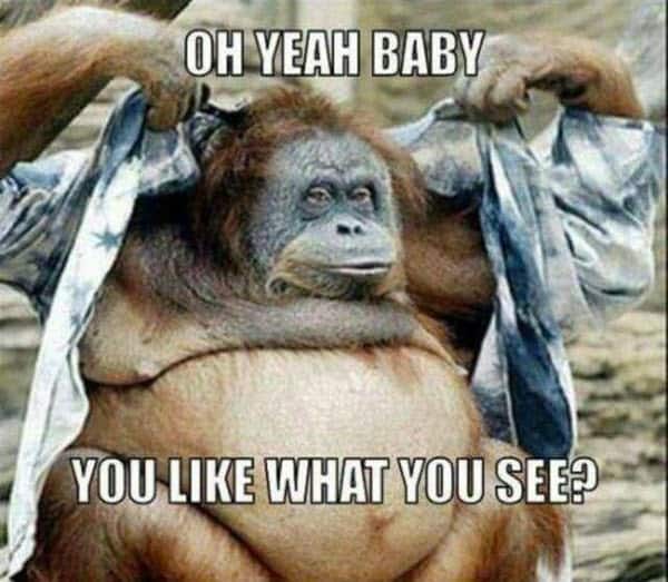25 Funny Monkey Memes You ll Totally Fall In Love With SayingImages 25 Funny Monkey Memes You ll Totally Fall In Love With SayingImages