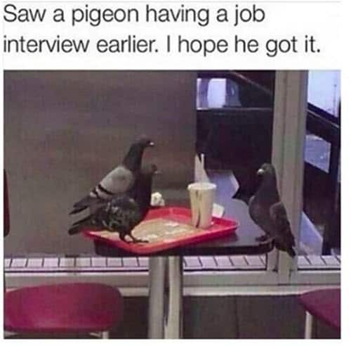 job interview pigeon meme