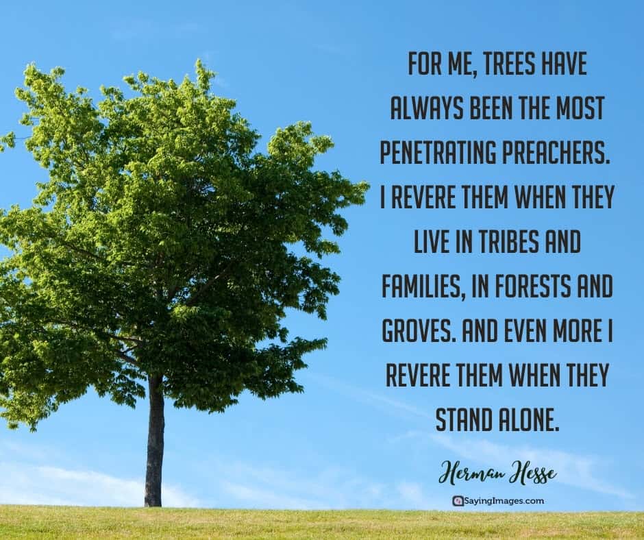 30 Tree Quotes Reminding Us The Power And Beauty Of Trees Sayingimages Com