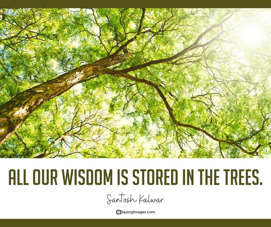 tree wisdom quotes