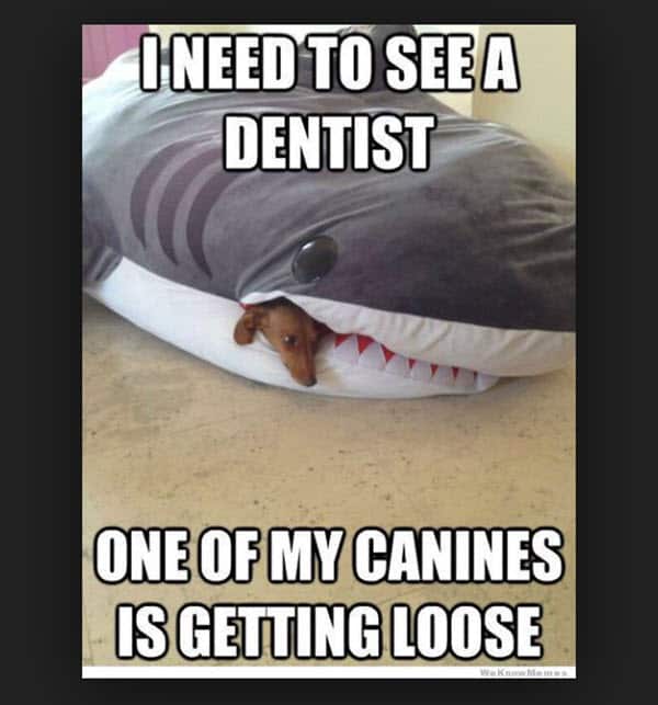 dentist need meme