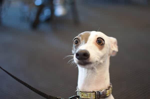 surprised dog face meme