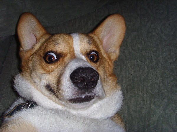 surprised face corgi meme