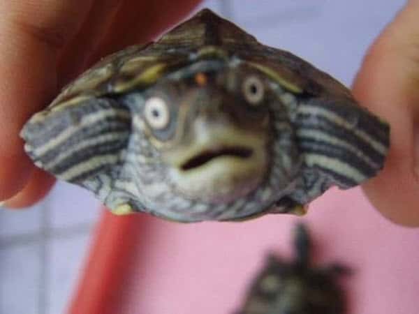 surprised face turtle meme