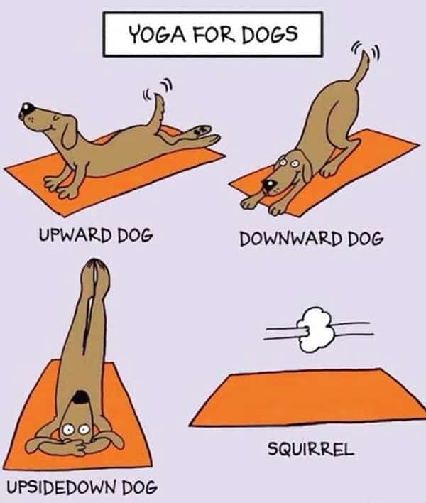 yoga for dogs memes