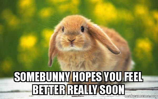 feel better somebunny meme