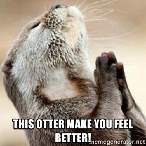 feel better this otter meme