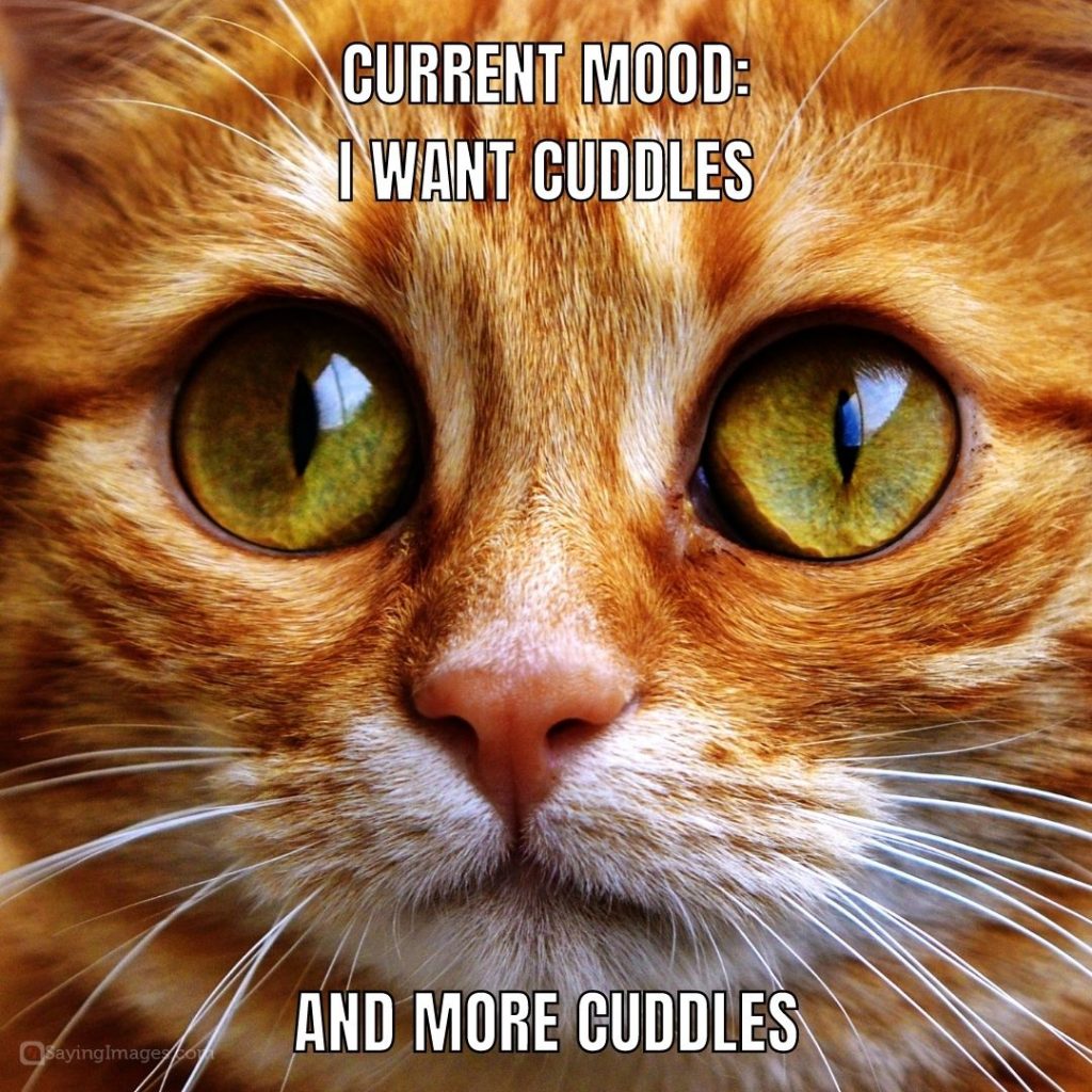 cuddles current mood quotes