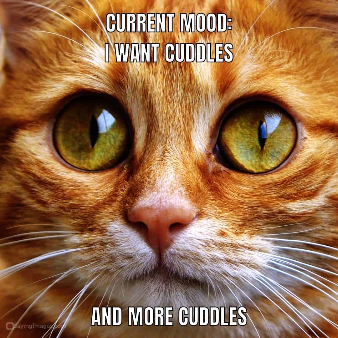 cuddles current mood quote