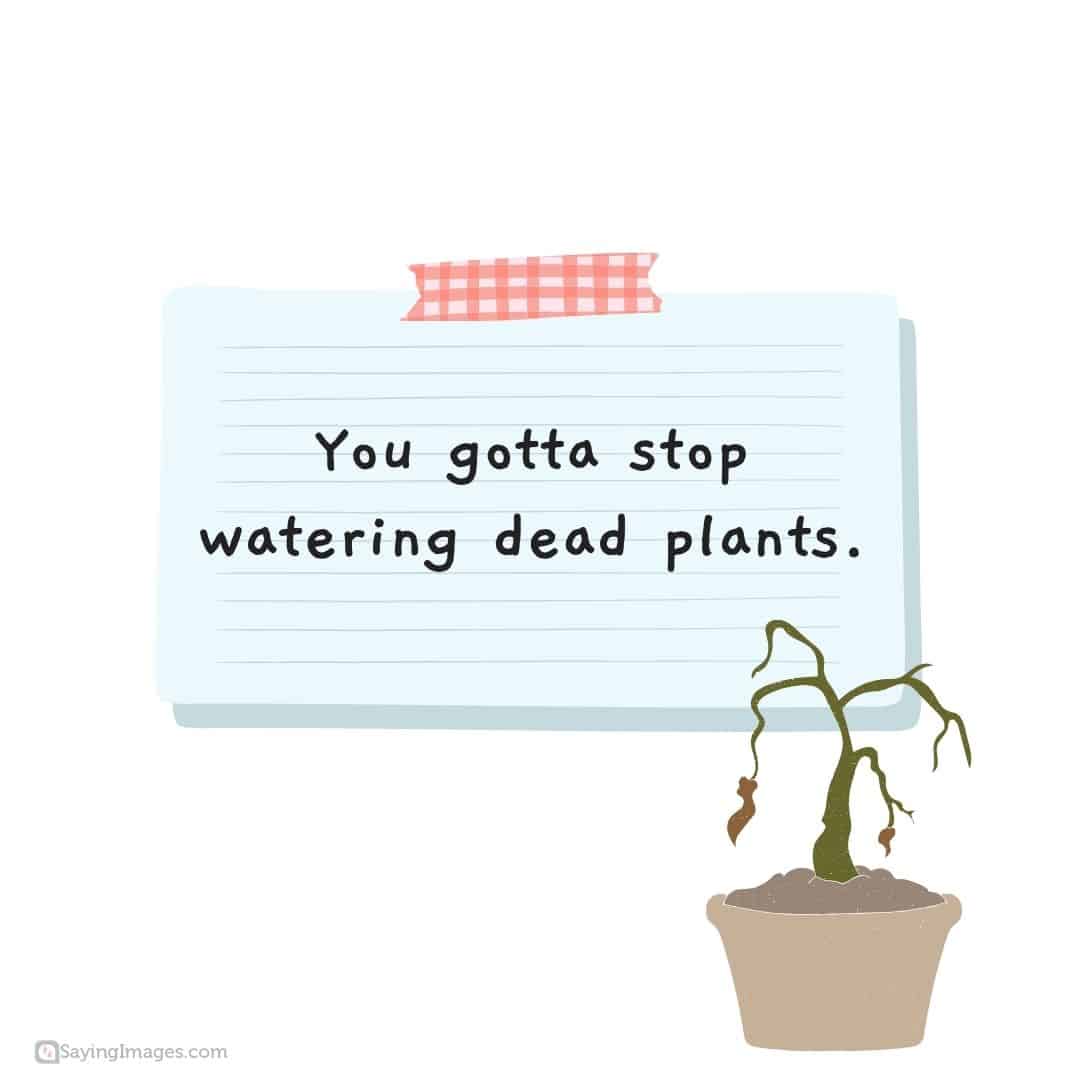 Don't water dead plants quote
