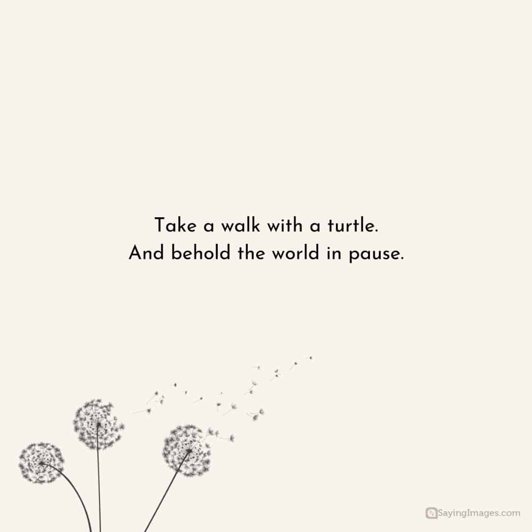 Take a walk with a turtle. And behold the world in pause quote