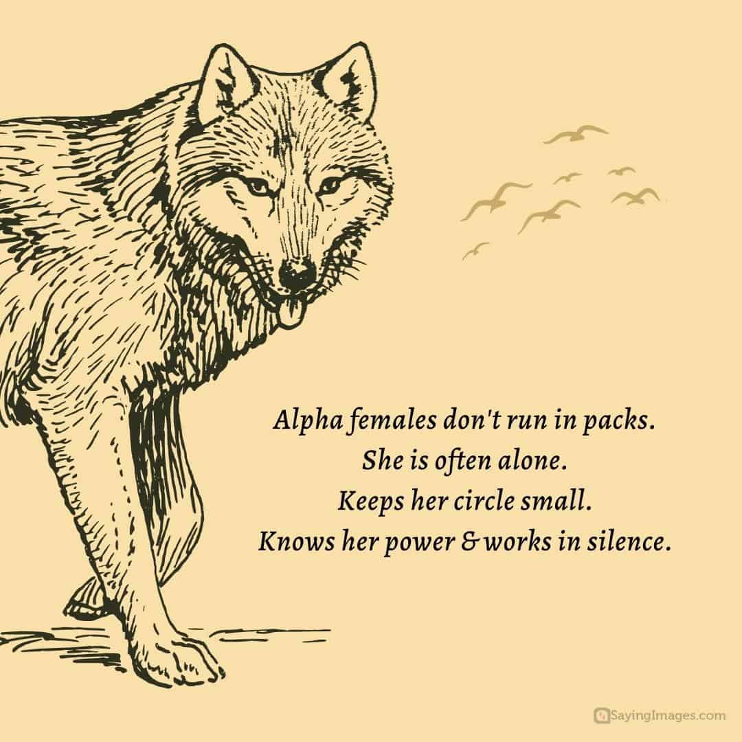 Alpha females don't run in packs quote