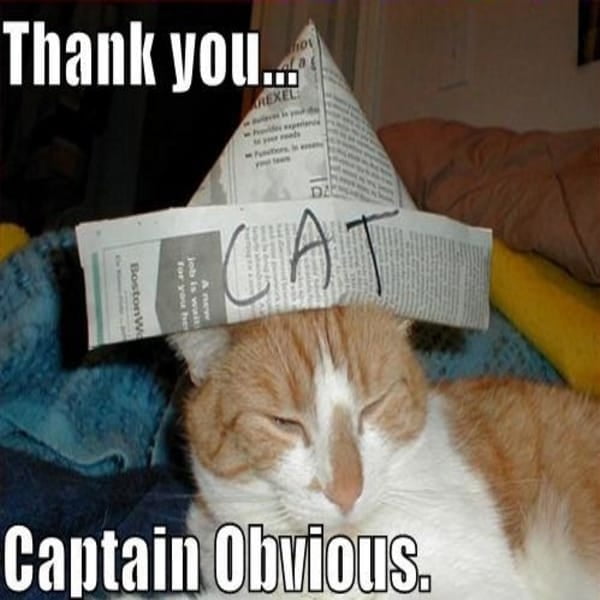 Cat Captain obvious Meme