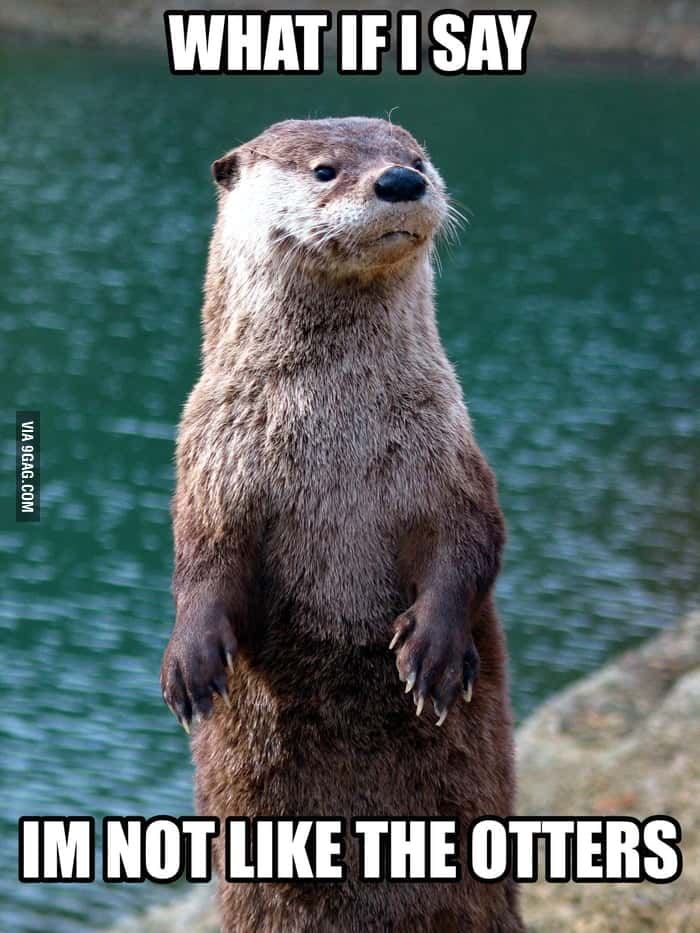 I'm not like Otter Meme