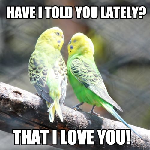 70 Funny I Love You Meme - SayingImages.com