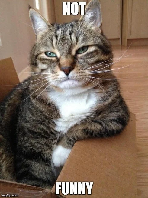 Unimpressed cat Not funny Meme