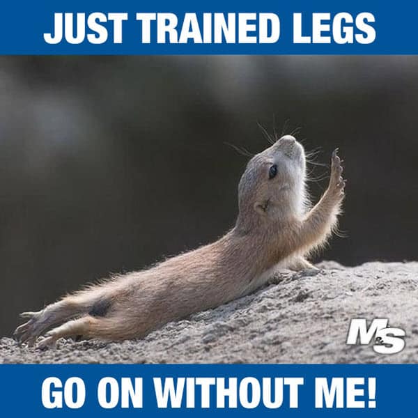 after leg day just trained legs meme