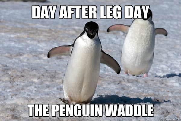 after leg day penguin waddle meme