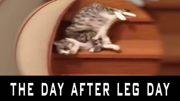after leg day the day meme