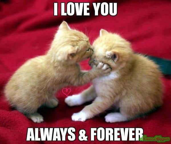 20 Cute Love Memes That'll Melt Your Heart | SayingImages.com