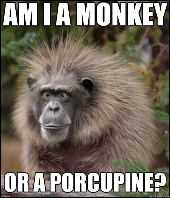 25 Funny Monkey Memes You'll Totally Fall In Love With - SayingImages.com